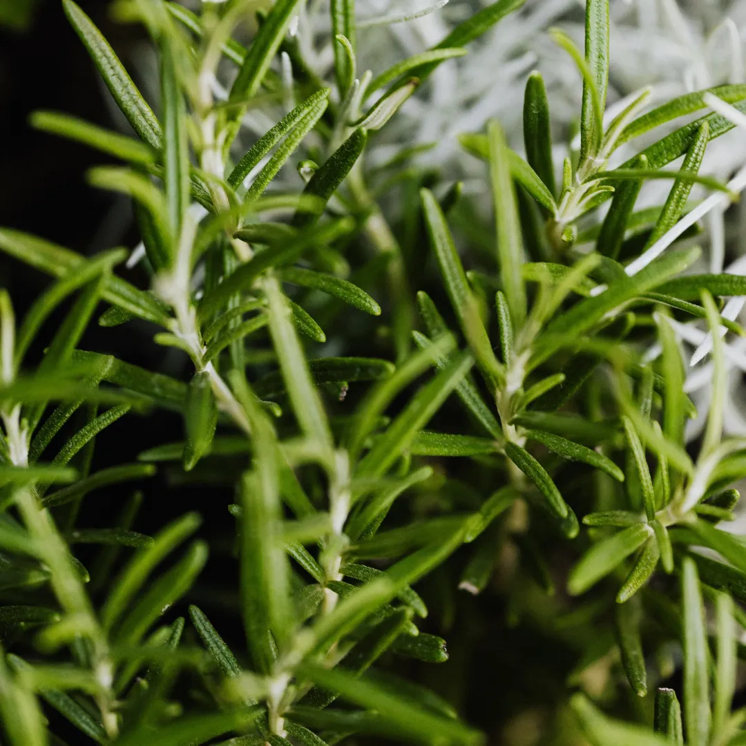 Certified Organic Rosemary Essential Oil