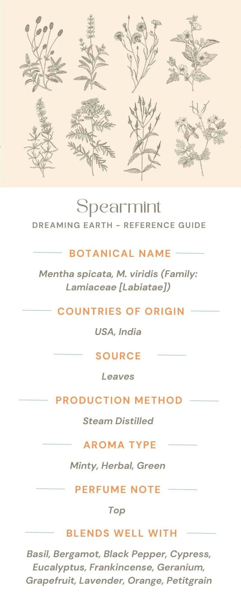 Spearmint - Organic Essential Oil